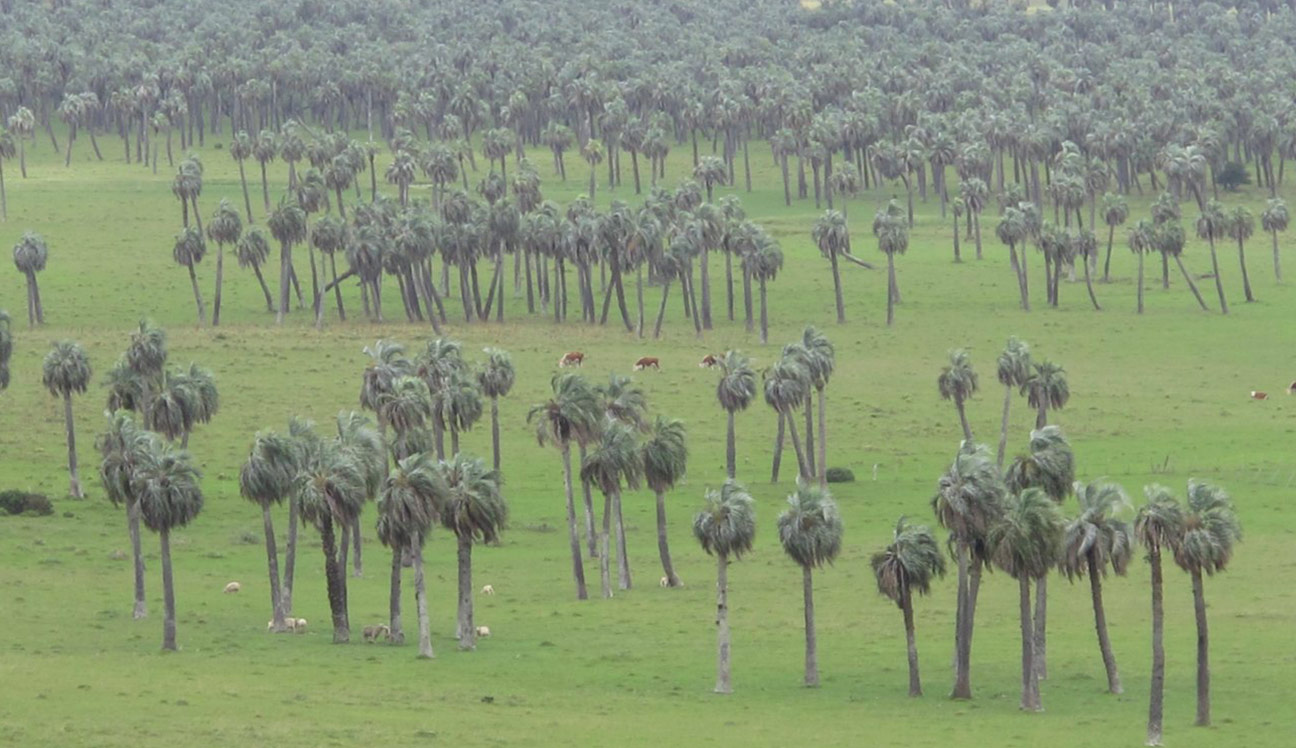 Palm groves 